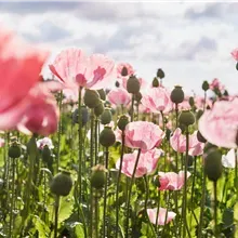 Waldviertel Tourismus, Gerhard Wasserbauer